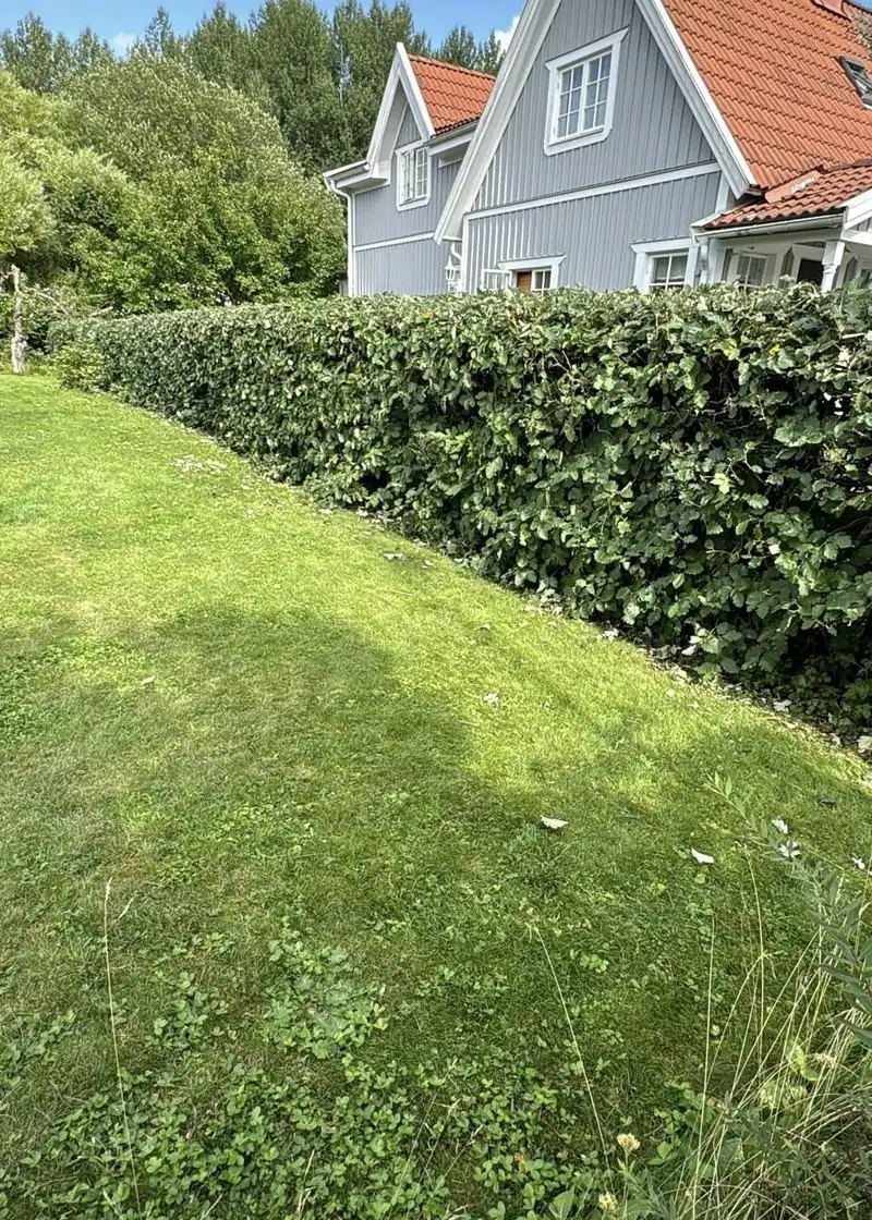 Häck efter klippning