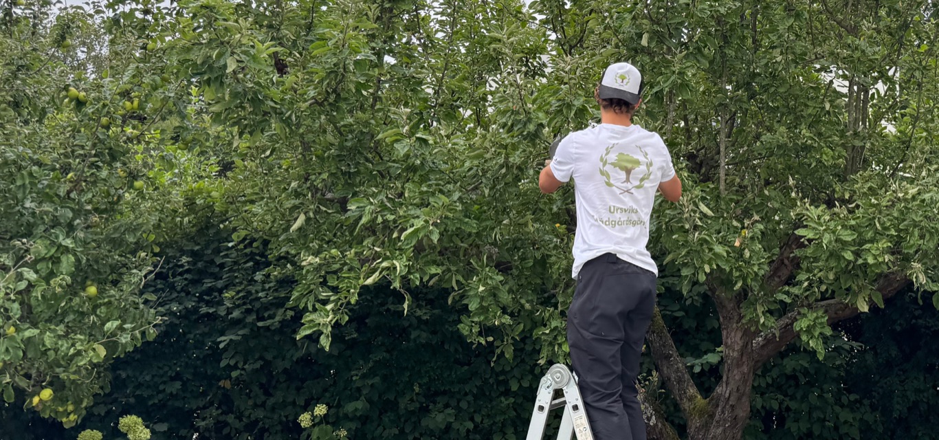 Trädgårdsgänget beskär ett äppelträd i en villaträdgård