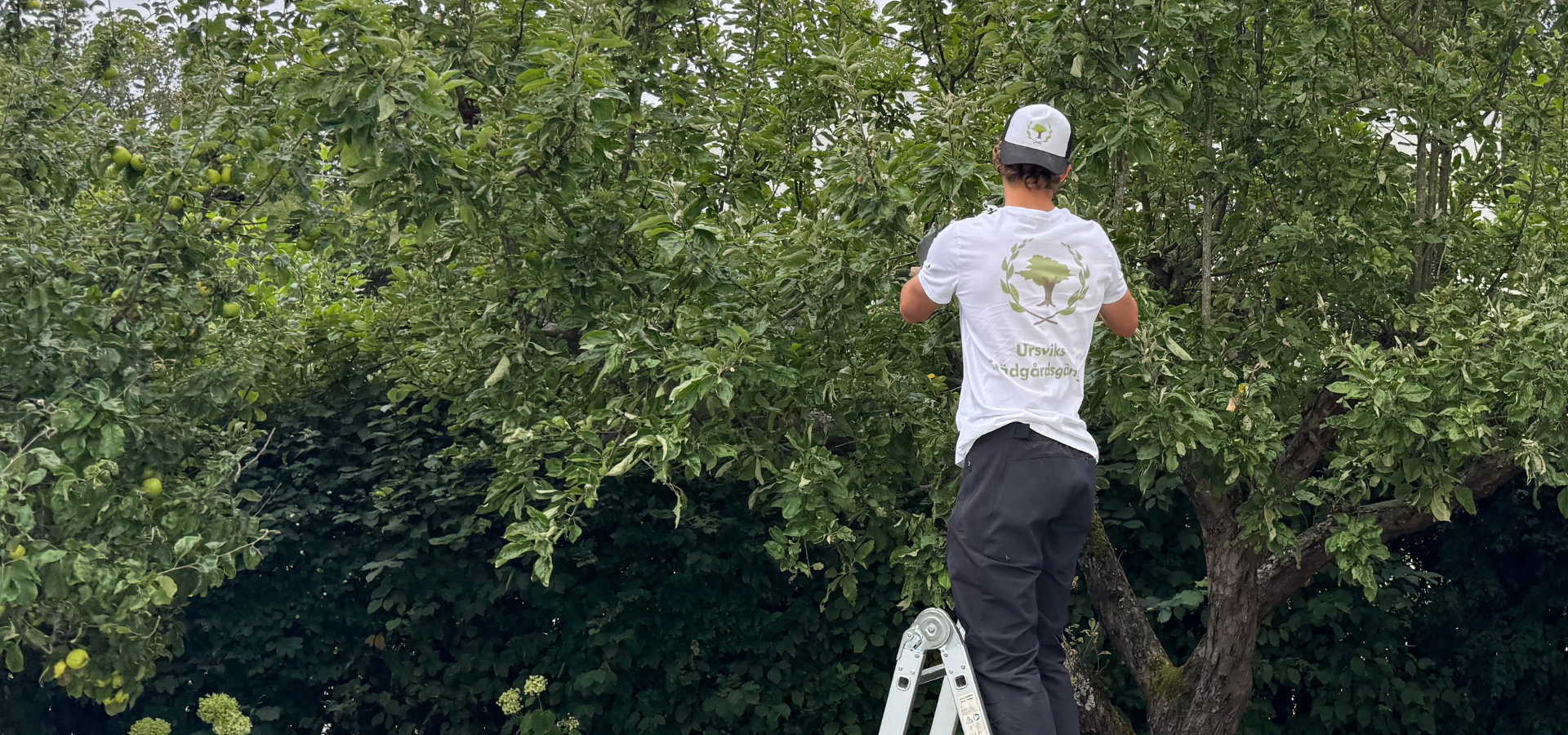 Trädgårdsgänget beskär ett äppelträd i en villaträdgård