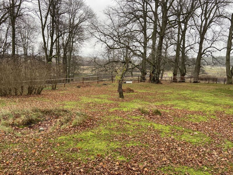 Trädgård med höstlöv